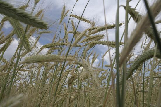 Roggenfeld von Peer Grimm