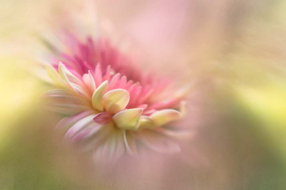 Summer Dreaming von Penny Myles