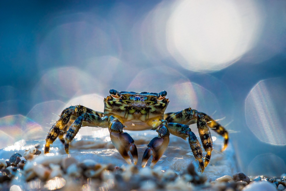 Little crab von Petar Sabol