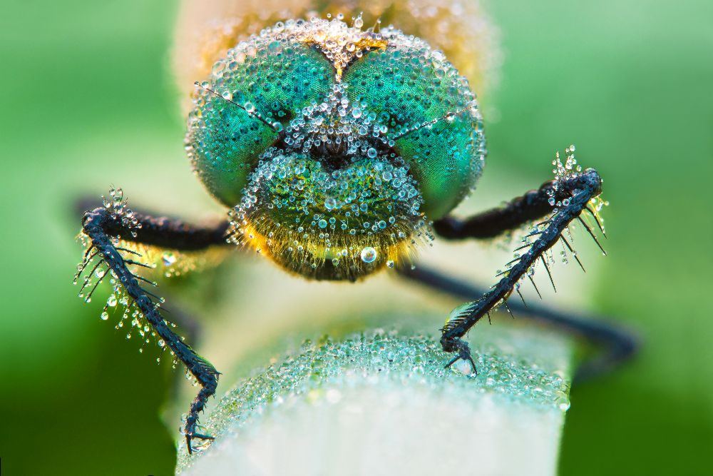 Morgenperlen 3 von Petar Sabol