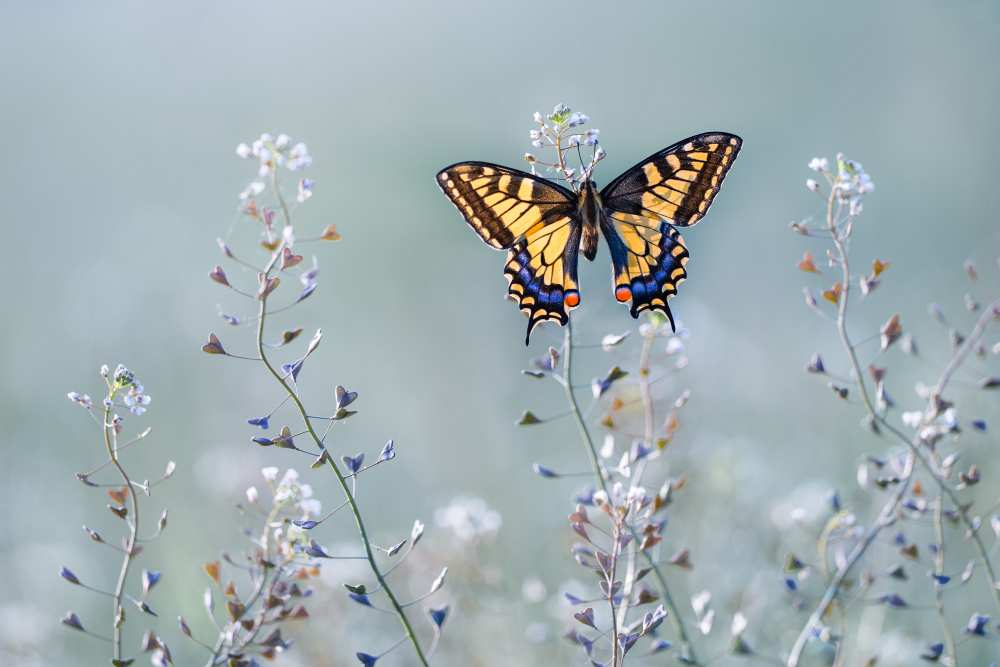 Swallowtail beauty von Petar Sabol