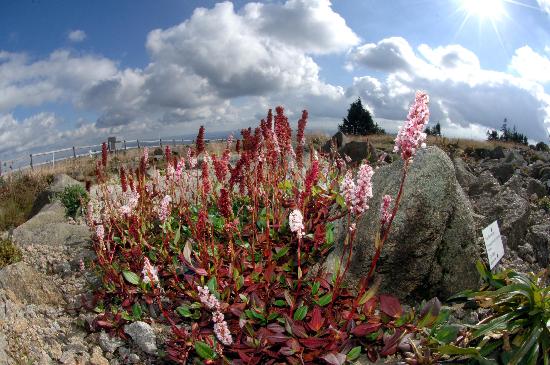 Seltene Pflanzen im Brockengarten von Peter Förster