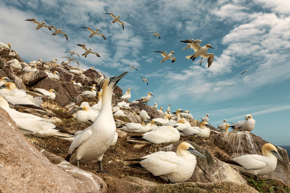 Northern Gannet Colonyedddxd sex ed von Peter Krocka