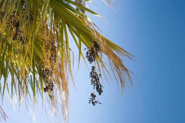 Palme von Peter Mautsch