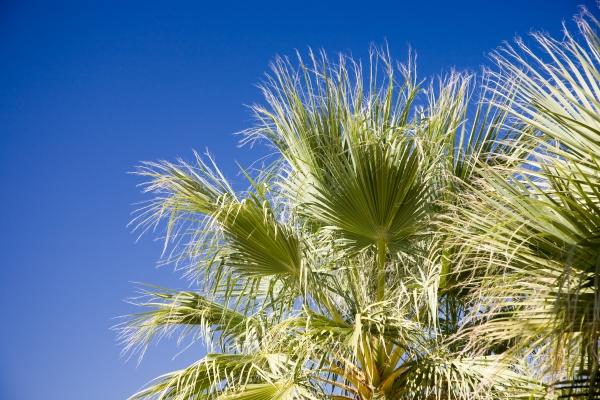 Palme von Peter Mautsch