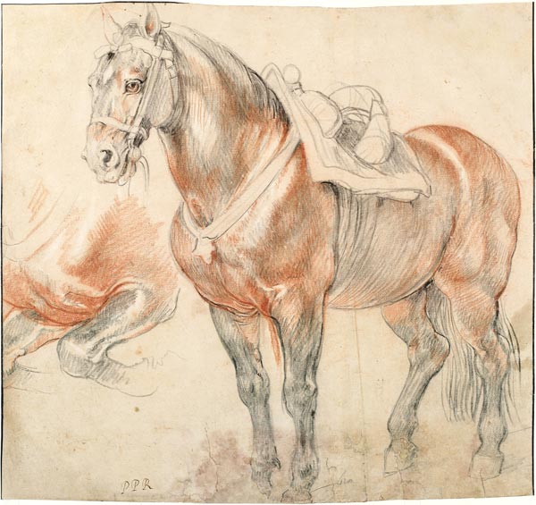 Gesatteltes Pferd von Peter Paul Rubens