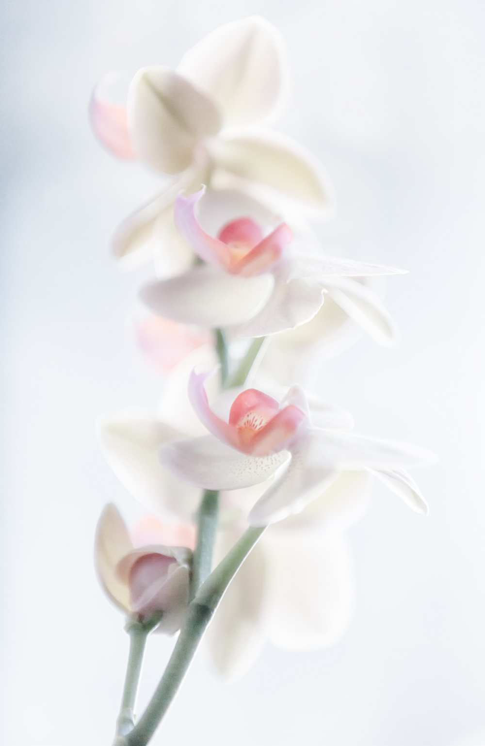 pale beauty von Peter Pfeiffer