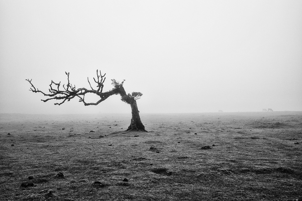 trees are friends von Peter Schaller