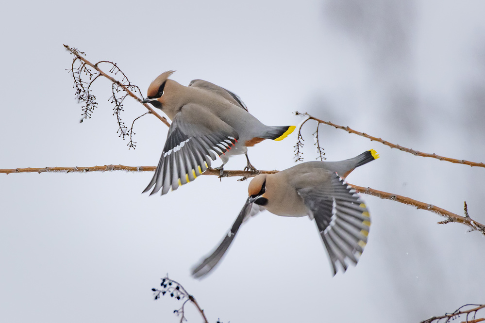 Bohemian waxwings von Peter Stahl
