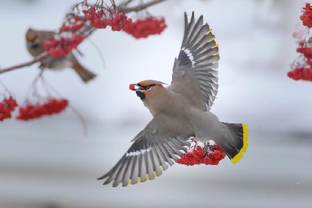 Bohemian waxwings