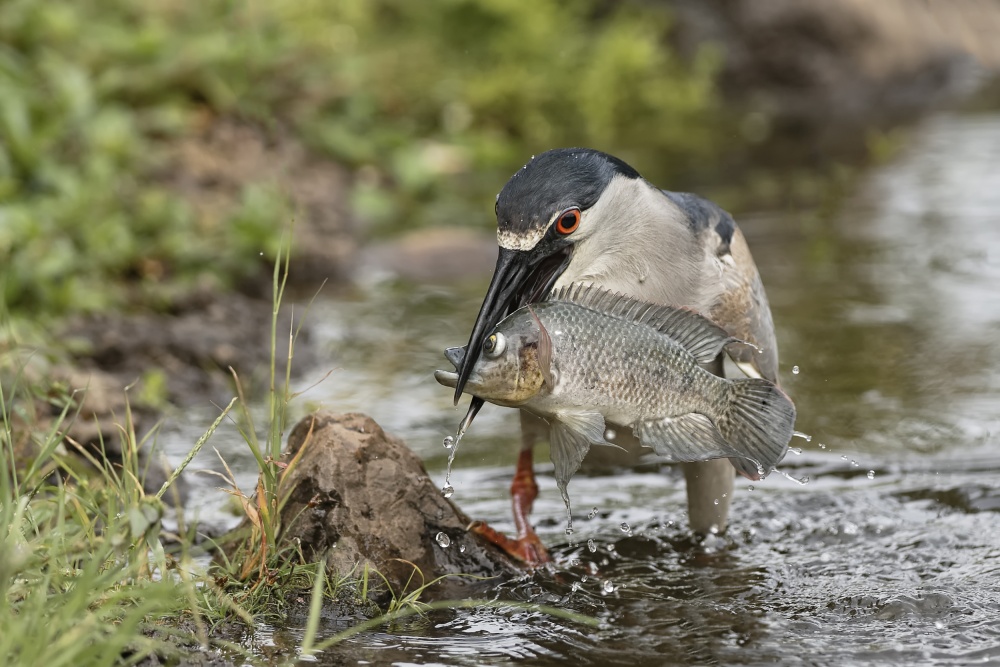 Fresh Fish von Peter Stahl