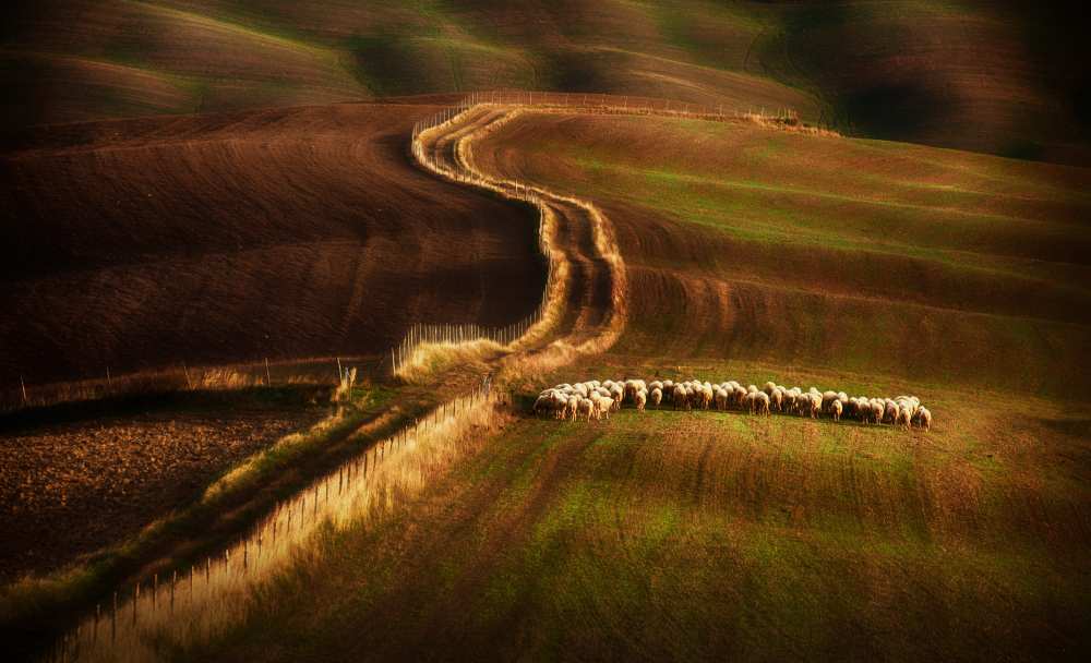 Crossing the fields von Peter Svoboda