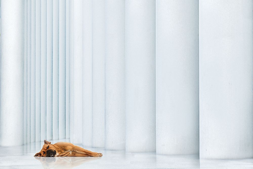 Nieder von Peter Wagner