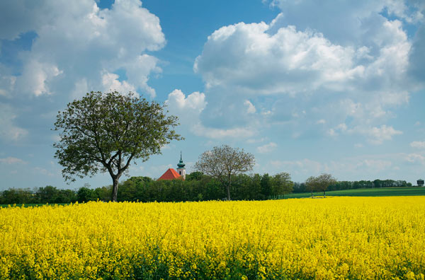Kirche, blühendes Rapsfeld von Peter Wienerroither