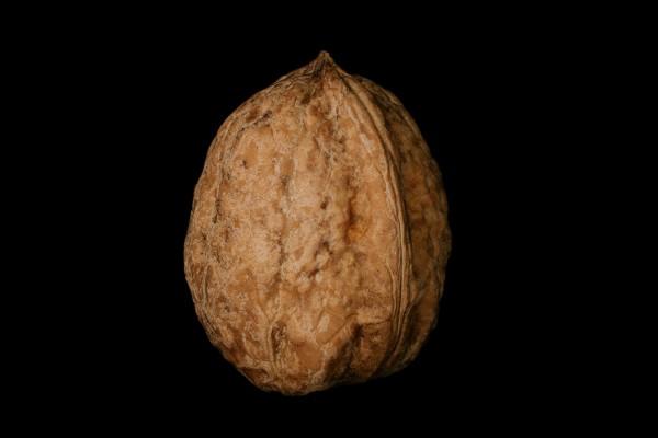 Walnuss von Peter Wienerroither