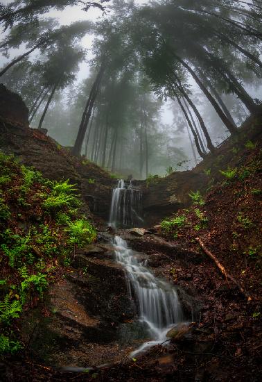 Trees bend over the waterfall