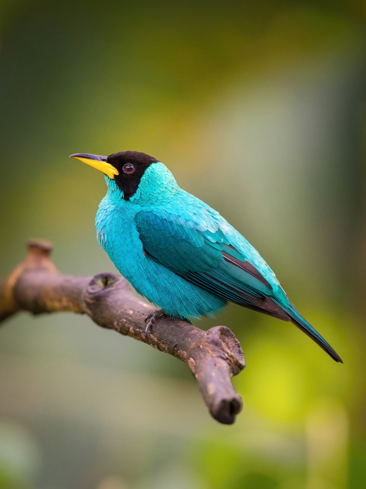 The Green Honeycreeper, Chlorophanes spiza von Petr Simon