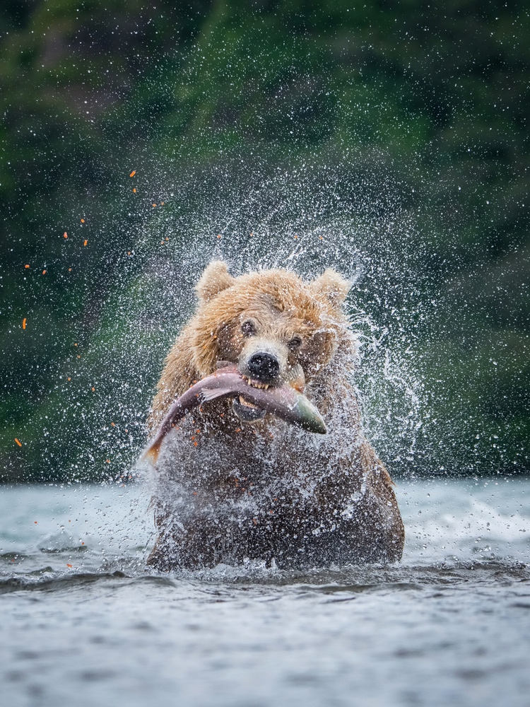 The Kamchatka brown bear, Ursus arctos von Petr Simon