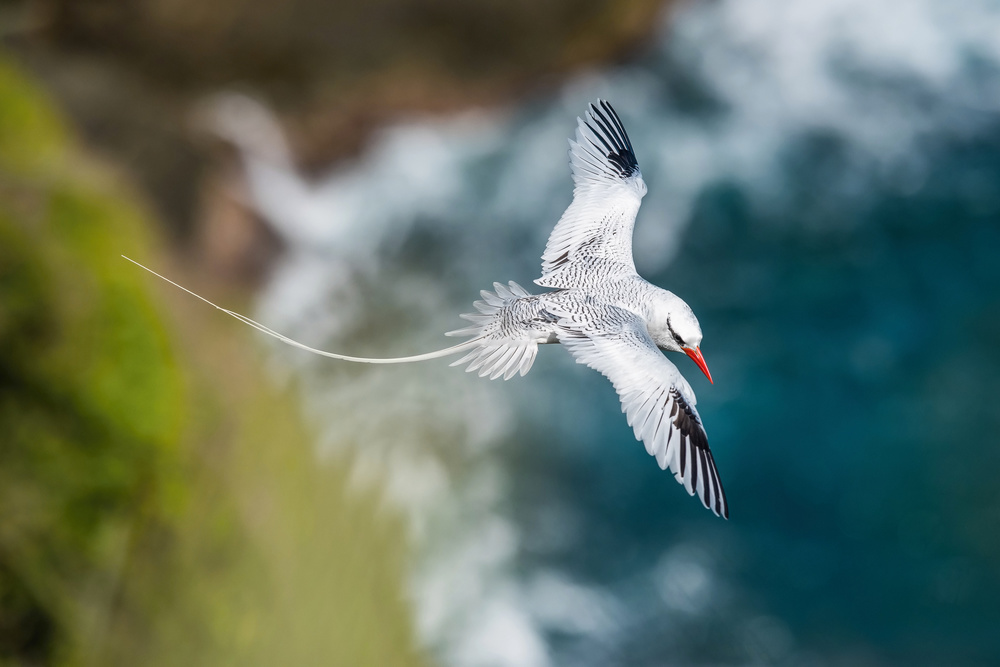 The Red-billed Tropicbird, Phaethon aethereus, is flying over the bay, Tobago von Petr Simon