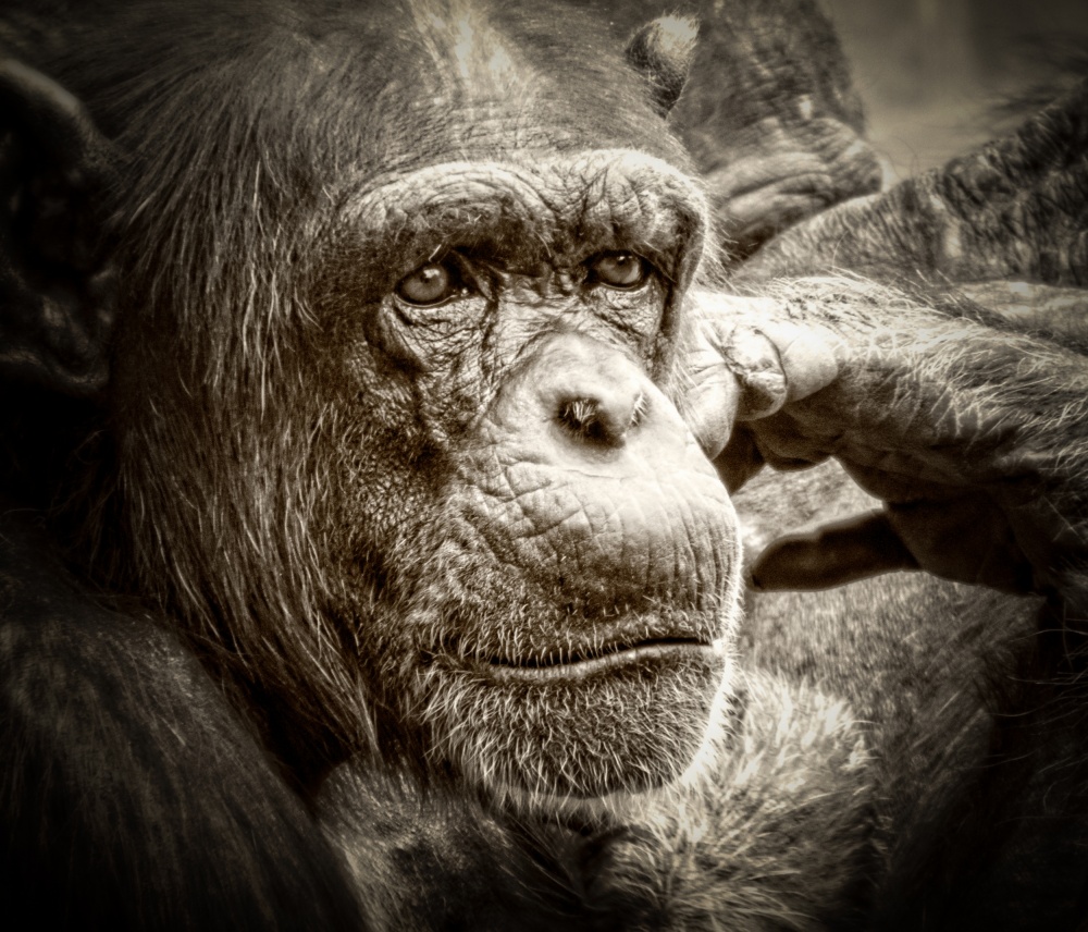 Pensive von Philip Teale