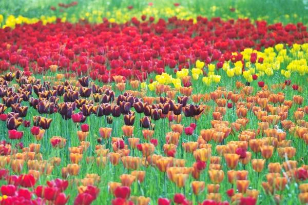 Farbenspiel von Philipp Schneider