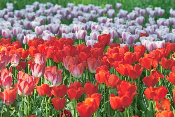 Tulpenmeer von Philipp Schneider