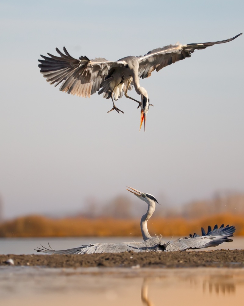 Stand Off von Phillip Chang