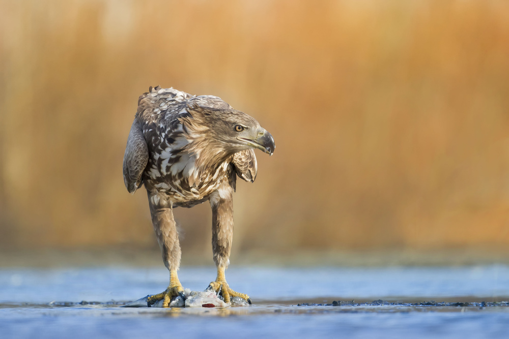 The Eagle von Phillip Chang