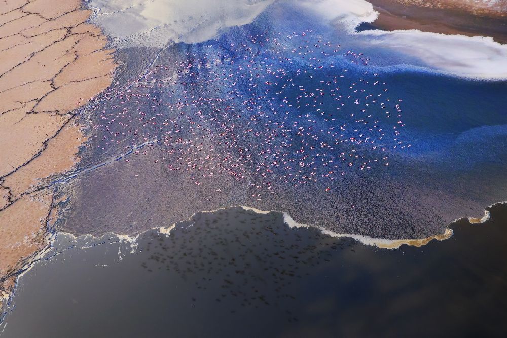 Die Blume von Phillip Chang