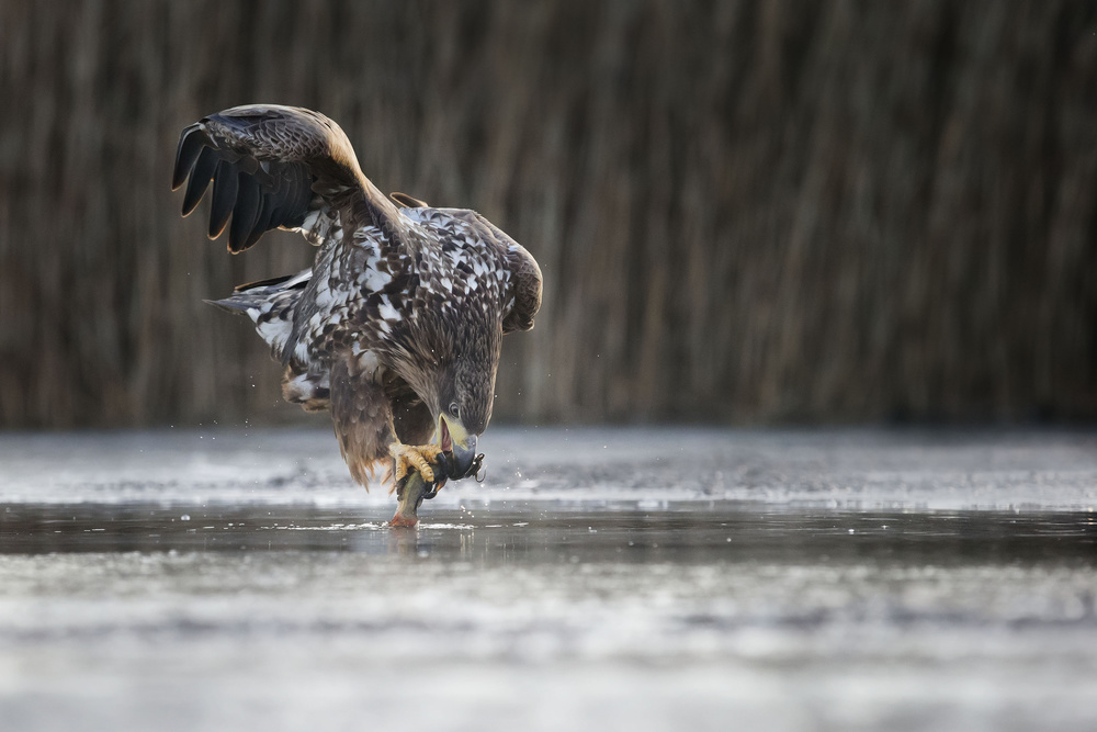 Kiss of Death von Phillip Chang