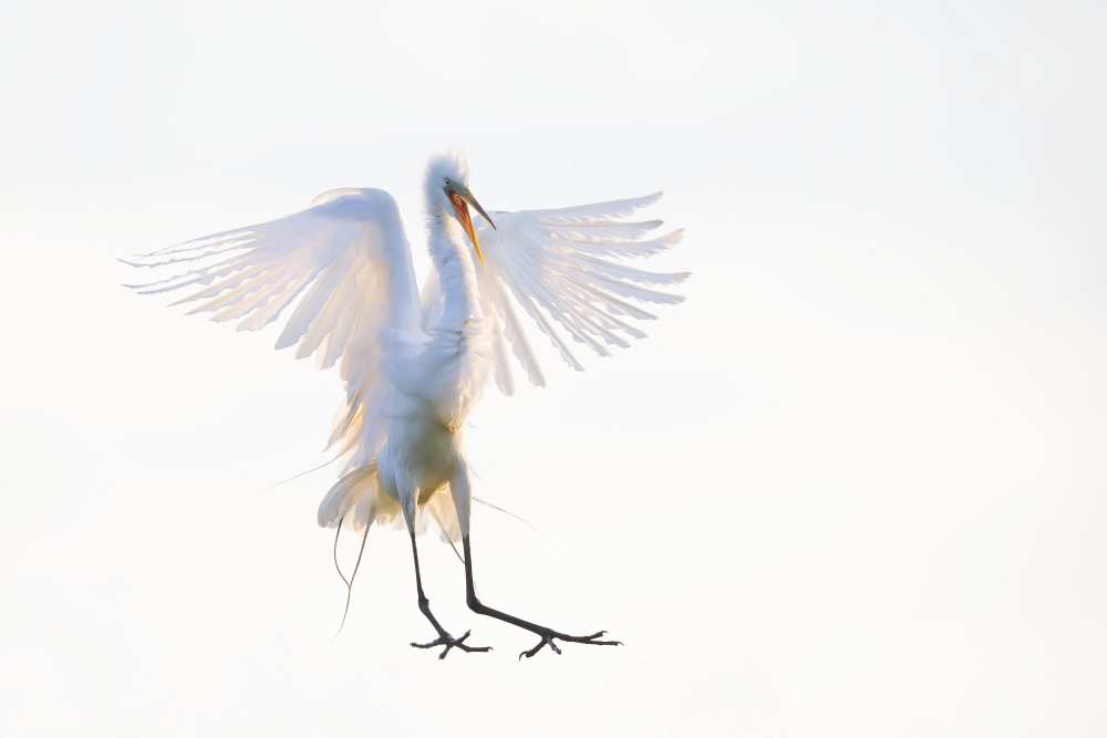 Morning Landing von Phillip Chang