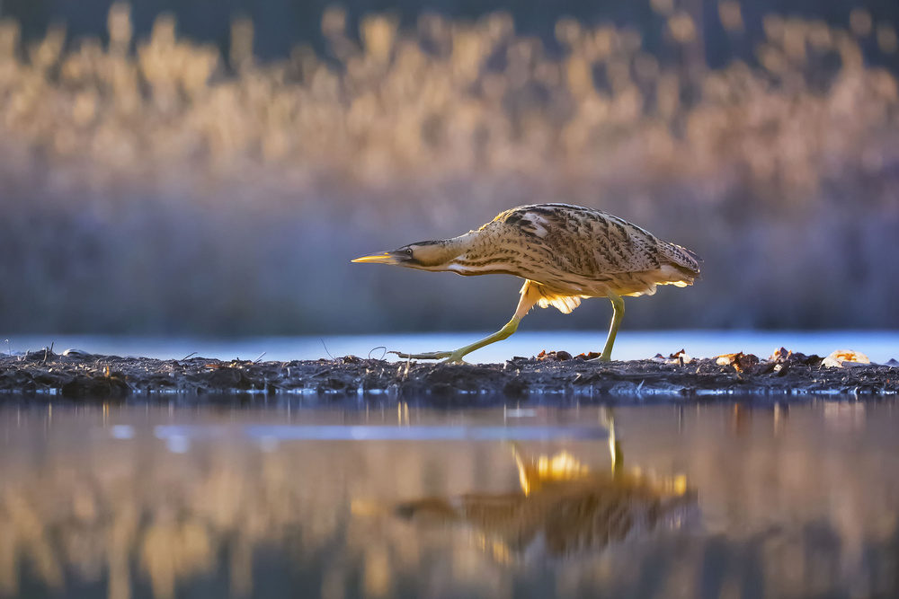 PATROL von Phillip Chang