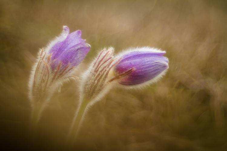 Pulsatilla pratensis von Photozo