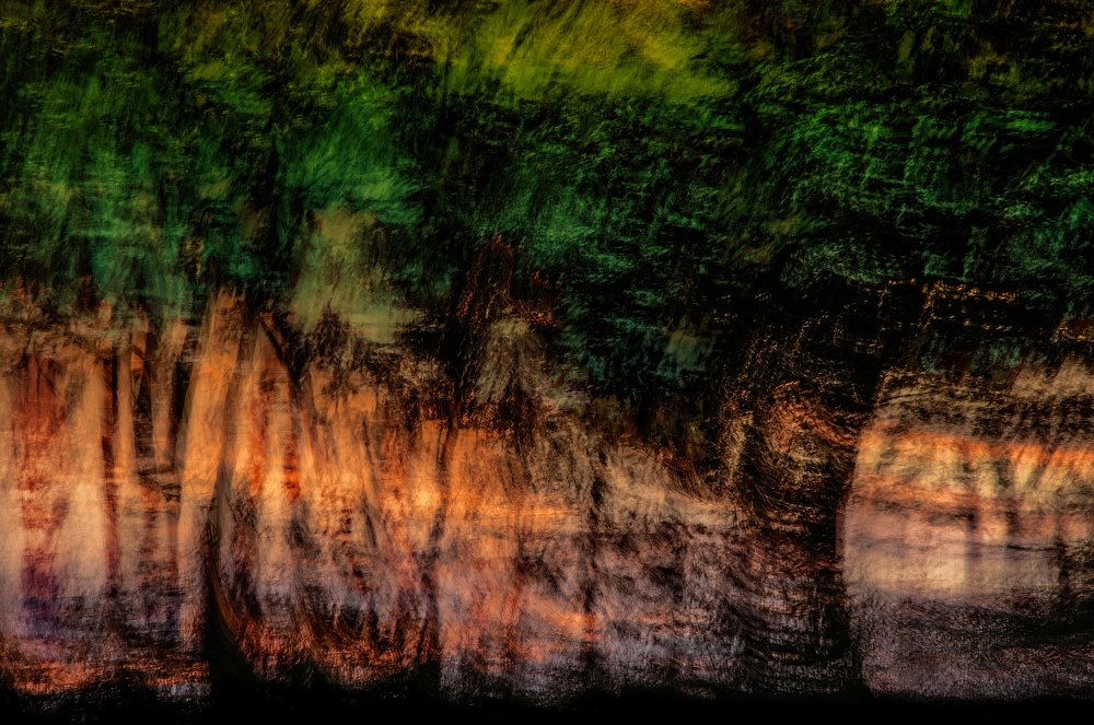 Forest At Sundown von Phyllis Clarke