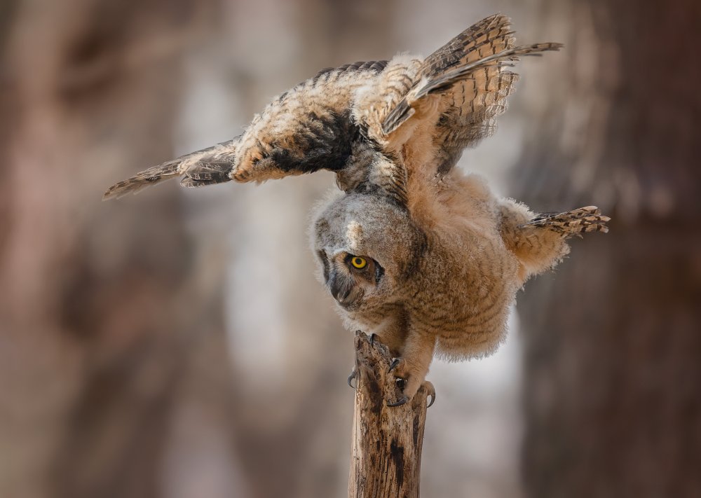 Balance practice von Picart/Dennis Liu