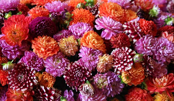 Composizione di Fiori in Brussels von Andrea Piccinini