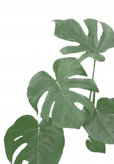 Monstera Aqua 03