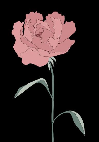Peony 01