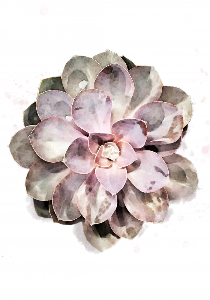 Succulent 01 von Pictufy Studio II