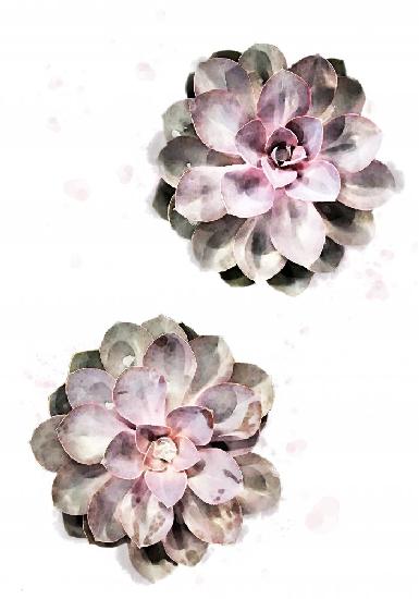 Succulent 02