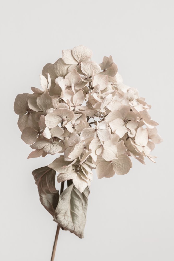 Beige dried flower von Pictufy Studio III