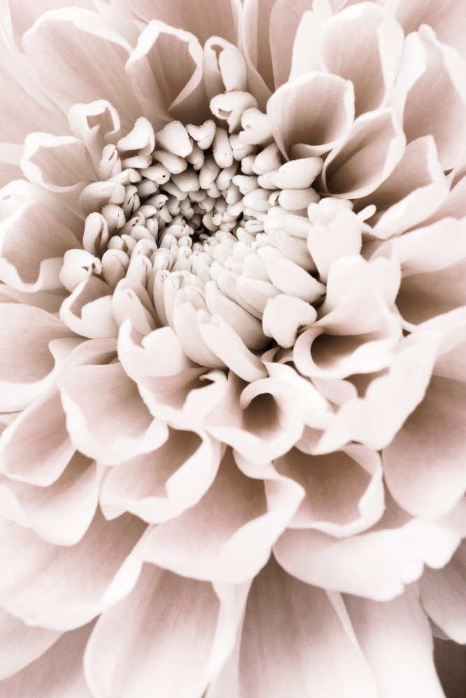 Chrysanthemum No 01 von Pictufy Studio III