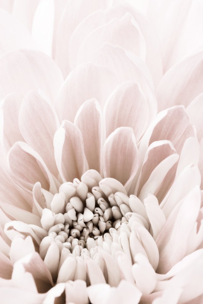 Chrysanthemum No 06 von Pictufy Studio III