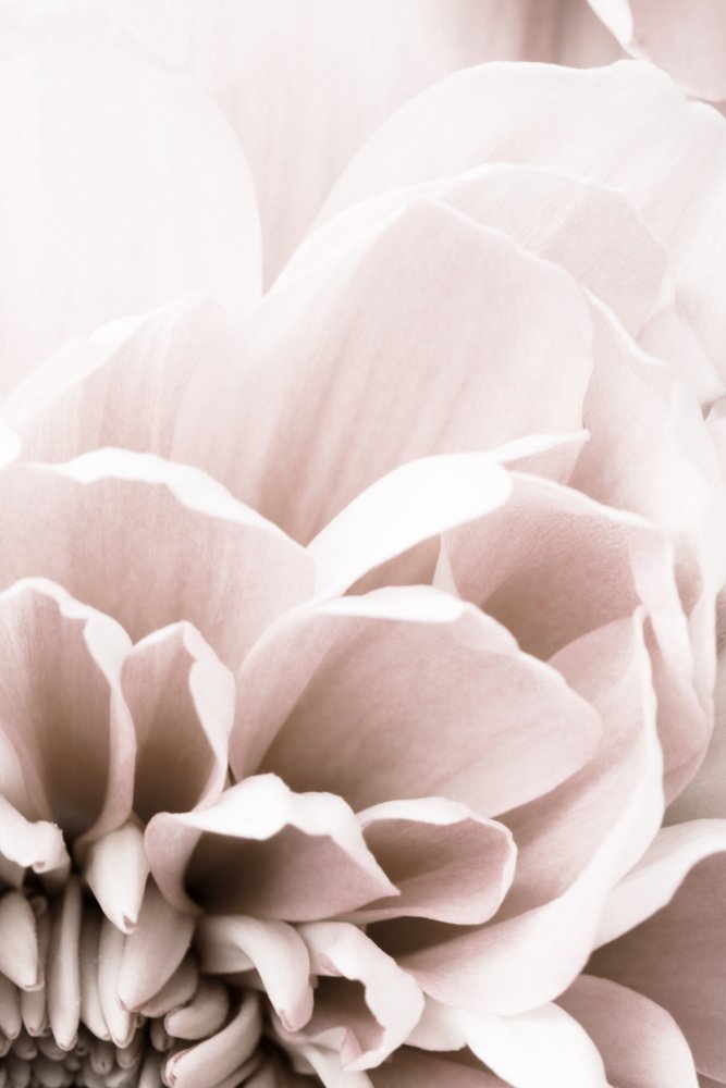 Chrysanthemum No 07 von Pictufy Studio III