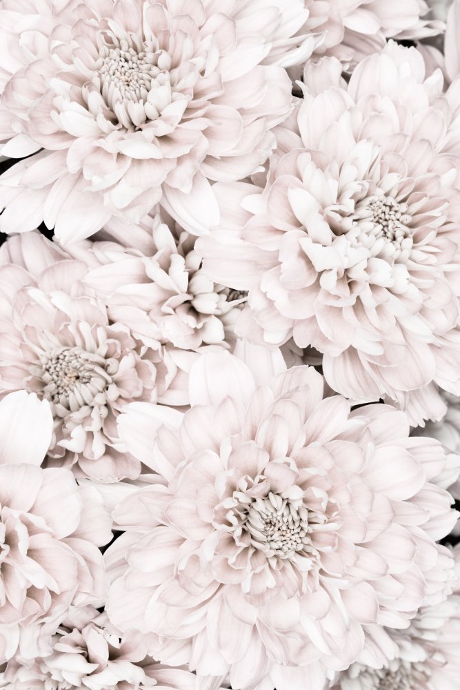 Chrysanthemum No 07 von Pictufy Studio III