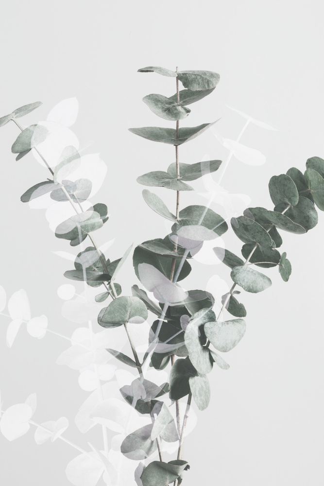 Eucalyptus Creative 07 von Pictufy Studio III