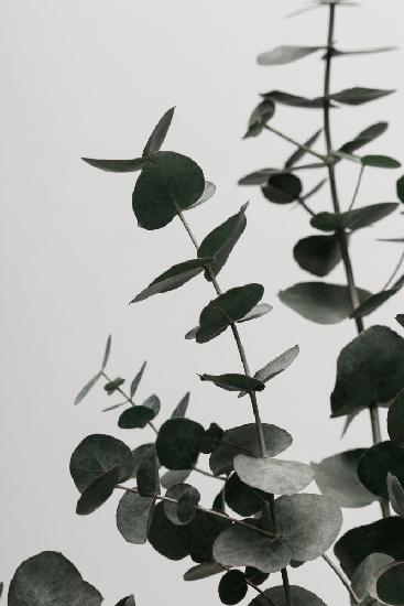 Eucalyptus Natural 08