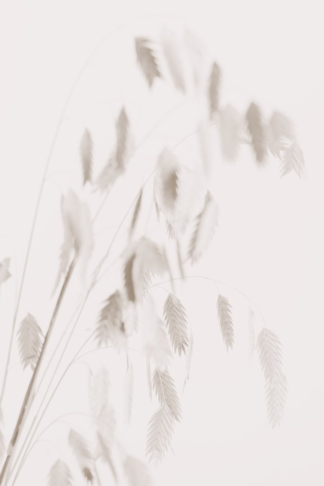 Dried Grass_pink von Pictufy Studio III