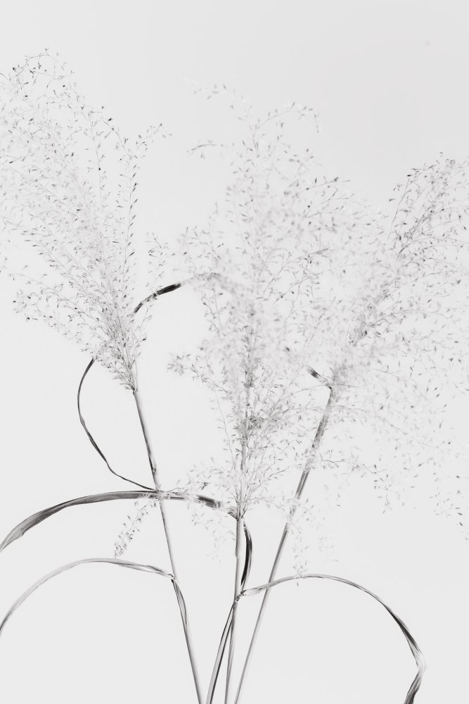 Dried Grass_black&amp;white von Pictufy Studio III