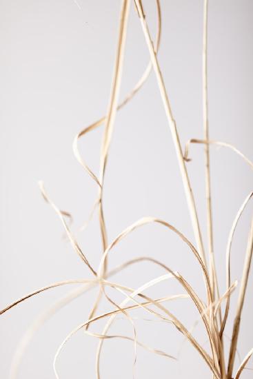 Dried Grass Grey 01